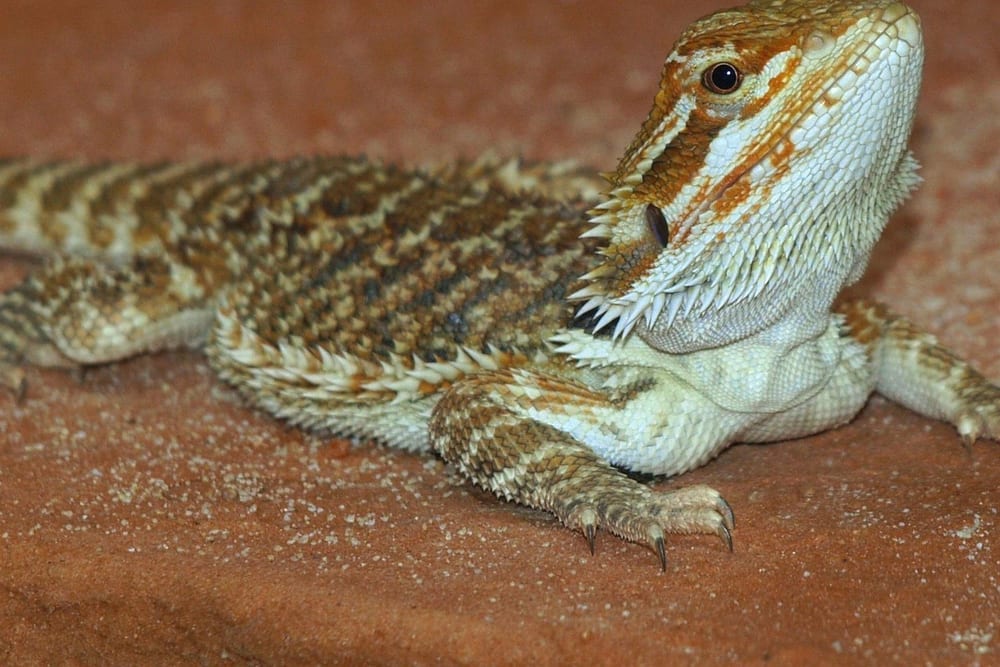 Bartagame mit hellem Bart liegt flach ausgestreckt auf rotbraunem Untergrund