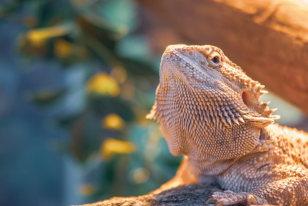 Hellbraune Bartagame von unten fotografiert, mit gezacktem Bart und hochgerecktem Kopf