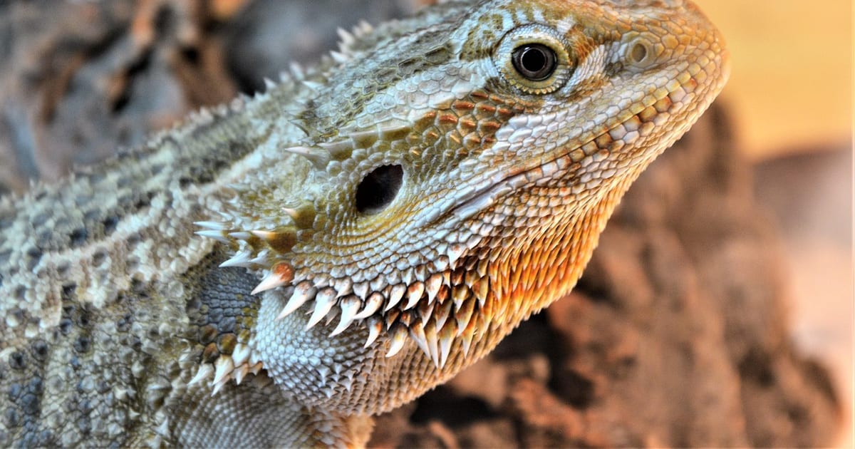 Bartagame mit grau-braunen Schuppen und stacheligem Bart in Nahaufnahme von der Seite