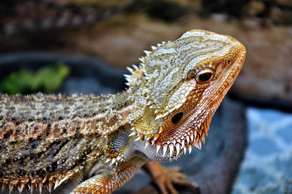 Bartagame mit gezacktem Bart liegt auf einem Ast und dreht den Kopf zur Seite
