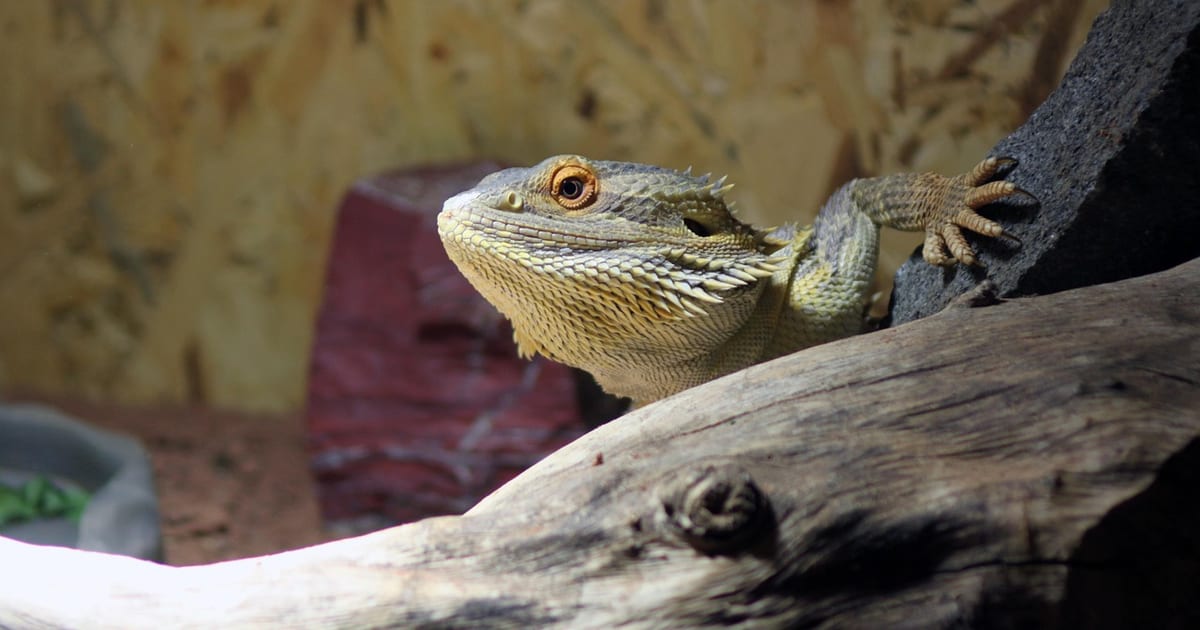 Bartagame liegt im Terrarium auf einer hellen Wurzel vor einer Holzrückwand
