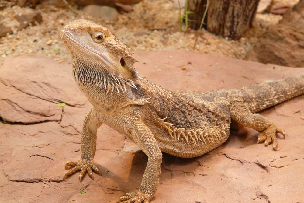 Bartagame steht aufgerichtet auf einer flachen rötlichen Steinplatte