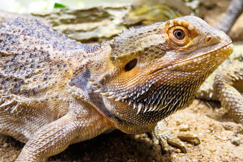 Bartagame mit stacheligem Bart liegt auf hellem, körnigem Bodengrund