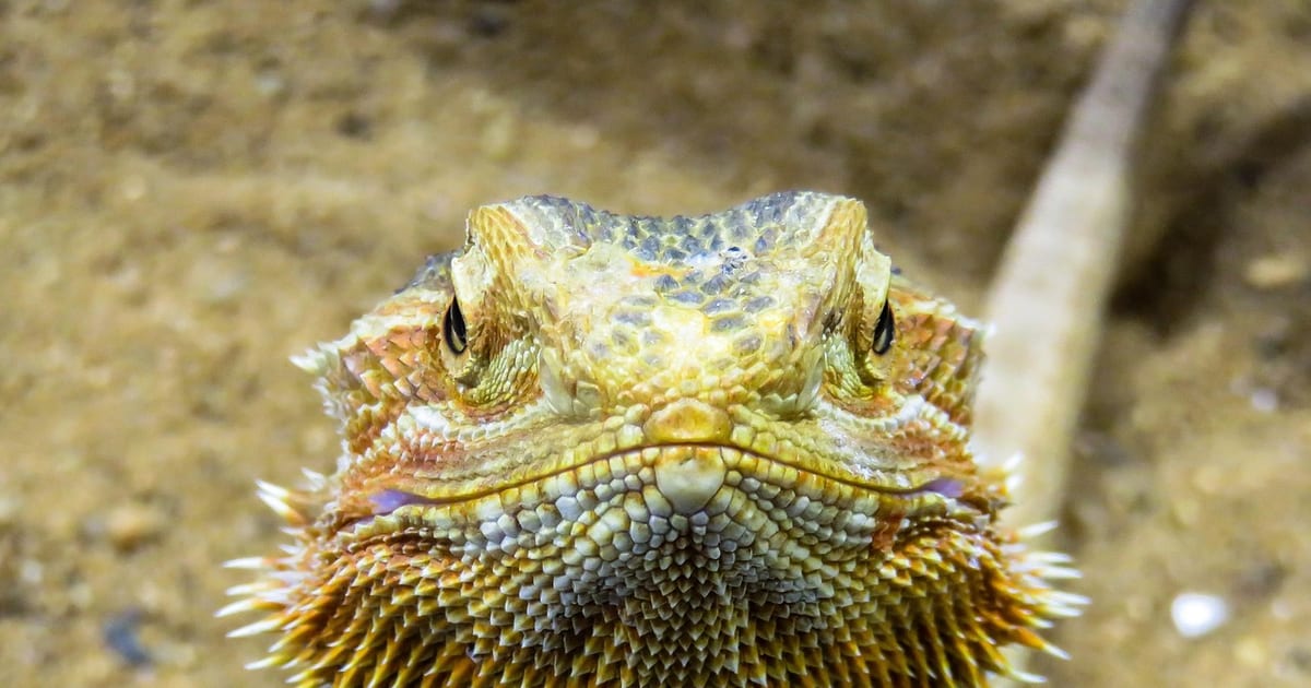 Bartagame frontal von vorn, der stachelige Bart leicht gespreizt