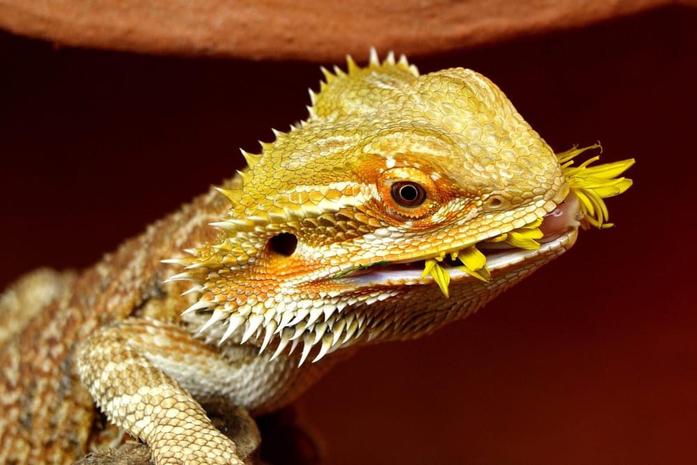 Gelbe Bartagame mit geöffnetem Maul, aus dem gelbe Blütenblätter ragen
