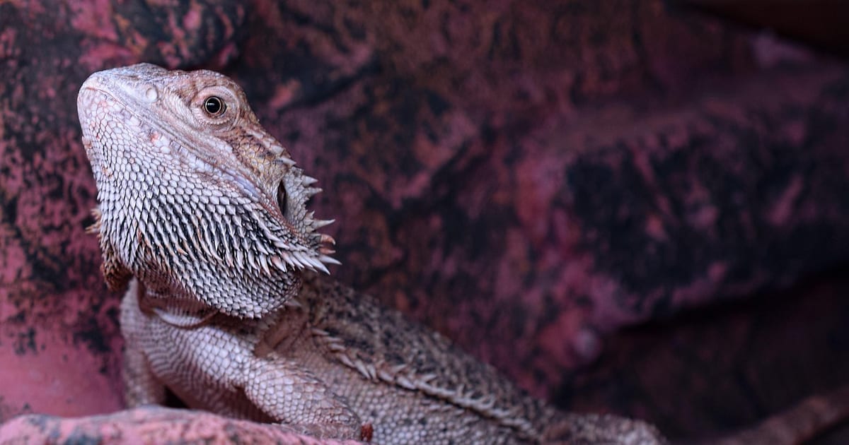 Bartagame mit hellem, stacheligem Bart sitzt ruhig vor einer dunkelroten Felswand