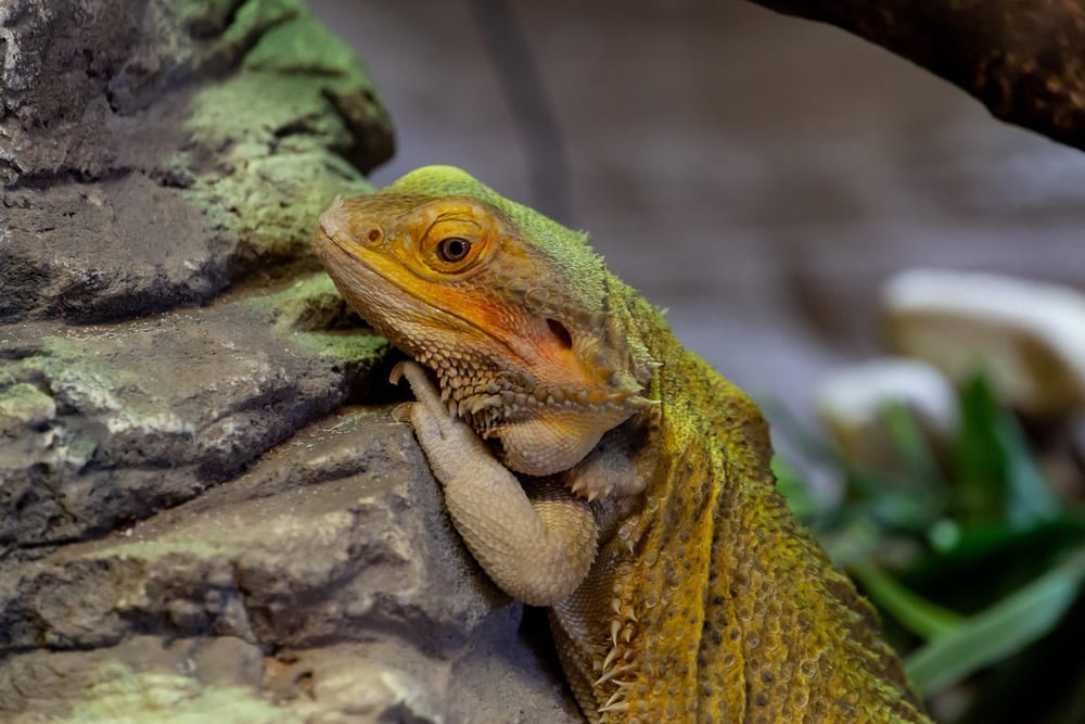 Bartagame mit orangefarbenem Kopf liegt ruhig an einen bemoosten Stein gelehnt