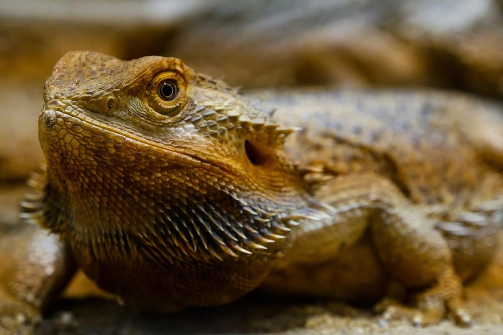 Braune Bartagame liegt flach auf dem Bauch und schaut in die Kamera