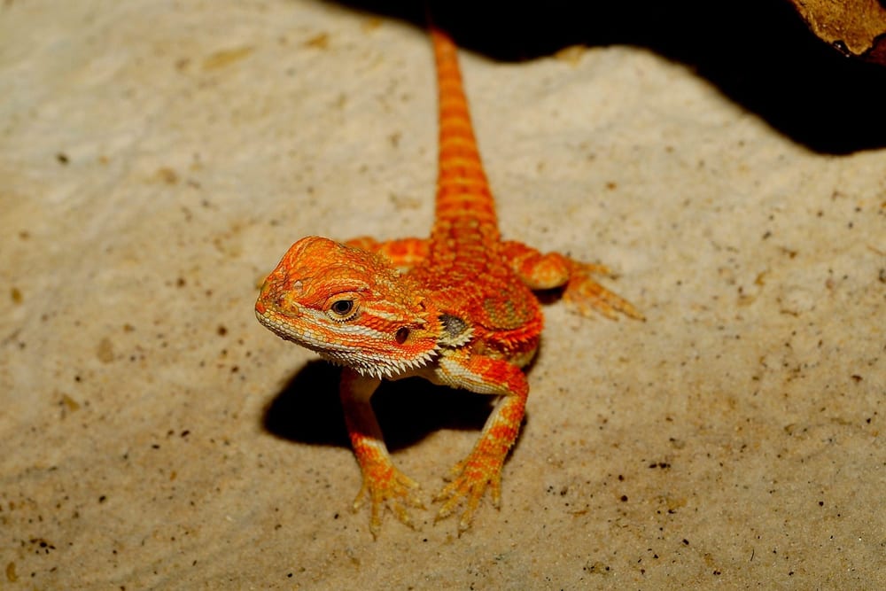 Junge orangerote Bartagame steht mit gestrecktem Schwanz auf hellem Sand