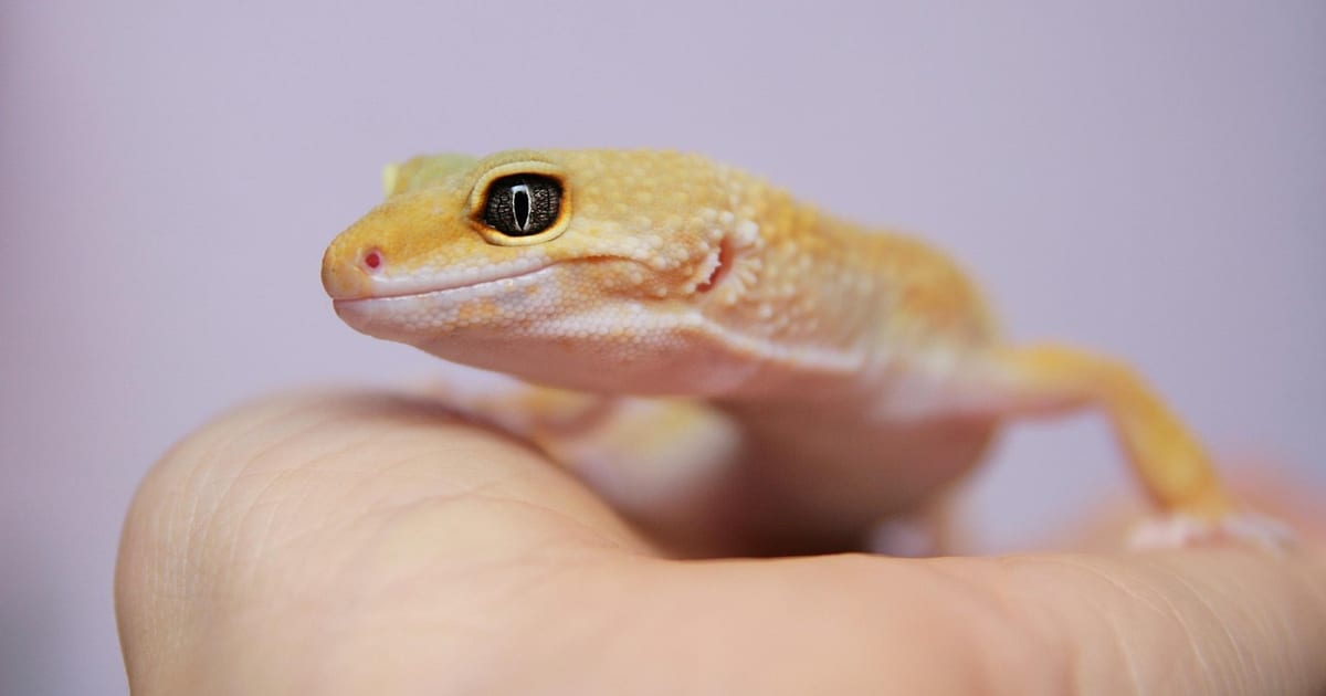 Hellgelber Leopardgecko ohne Flecken sitzt auf einer Hand vor violettem Hintergrund
