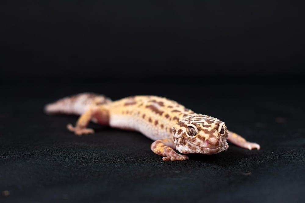 Hell gefleckter Leopardgecko von der Seite auf dunklem Untergrund