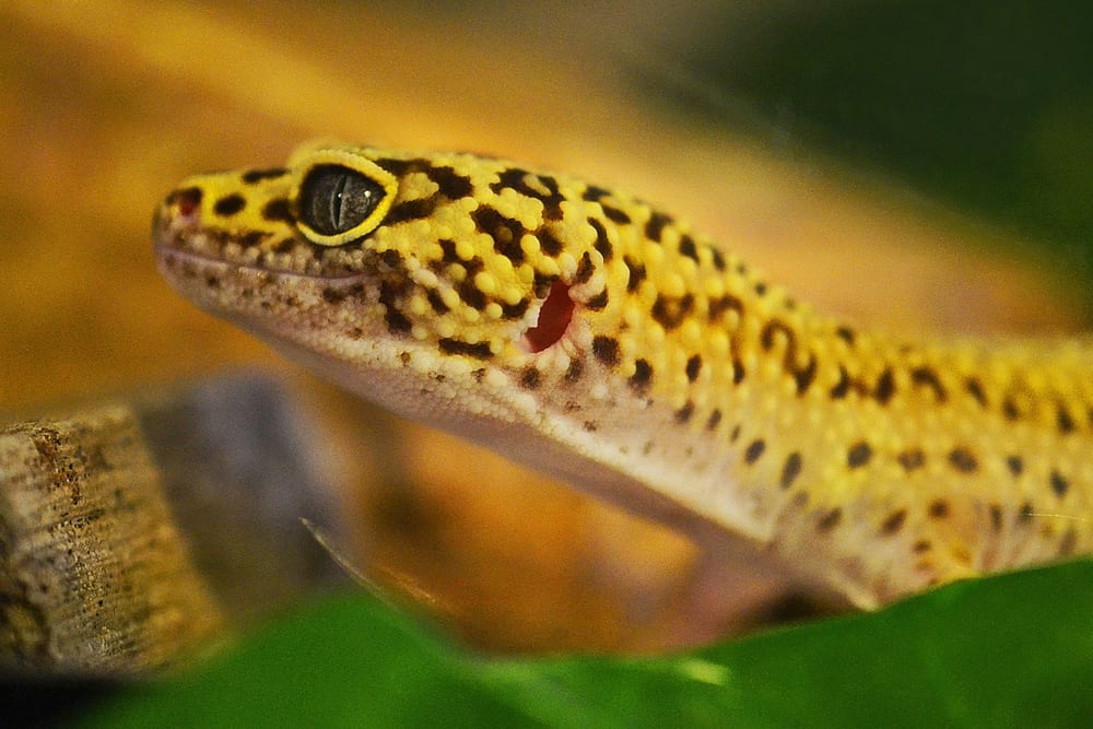 Leuchtend gelber Leopardgecko mit schwarzen Punkten in Nahaufnahme zwischen grünen Blättern
