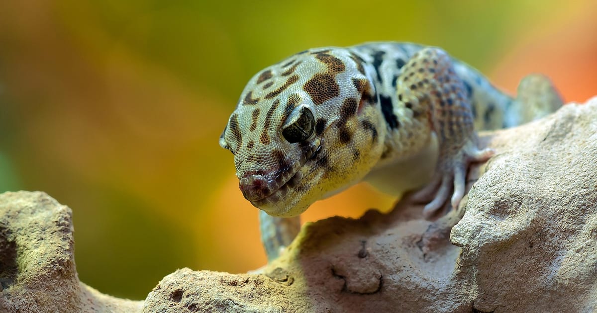 Leopardgecko mit grün-gelber Fleckung klettert über einen hellen Stein