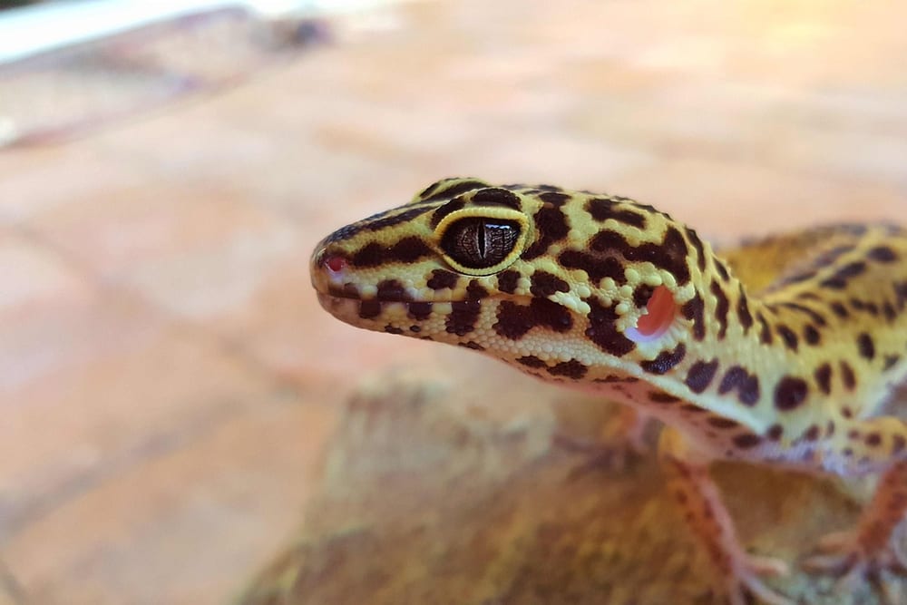 Leopardgecko mit gelbem Körper und schwarzen Flecken auf einem hellen Stein