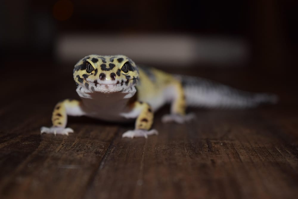 Leopardgecko mit gelb-schwarzem Muster läuft frontal über ein dunkles Holzbrett