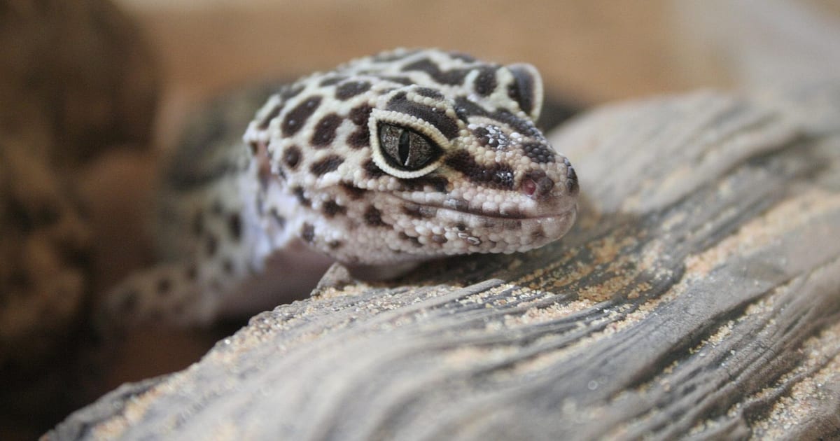Leopardgecko mit schwarz-weiß geflecktem Kopf ruht auf einem grauen Holzstück