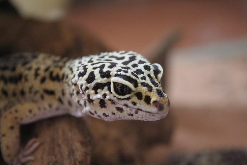 Leopardgecko mit gelblichem Körper und schwarz-weiß geflecktem Kopf liegt ruhig auf einer Wurzel