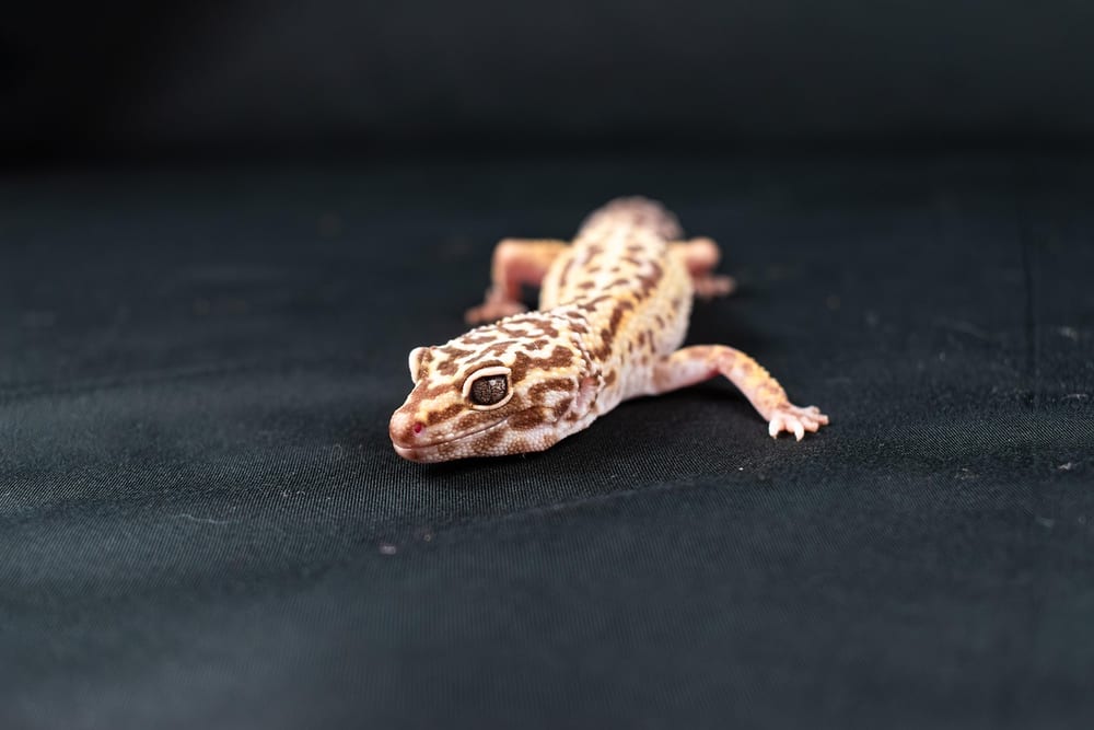 Hell gefleckter Leopardgecko mit kräftigem Schwanz läuft über einen dunklen Untergrund