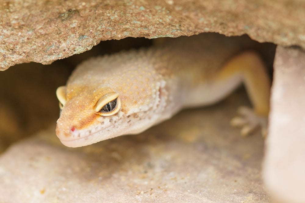 Heller Leopardgecko schaut aus einer Höhle zwischen Steinen hervor