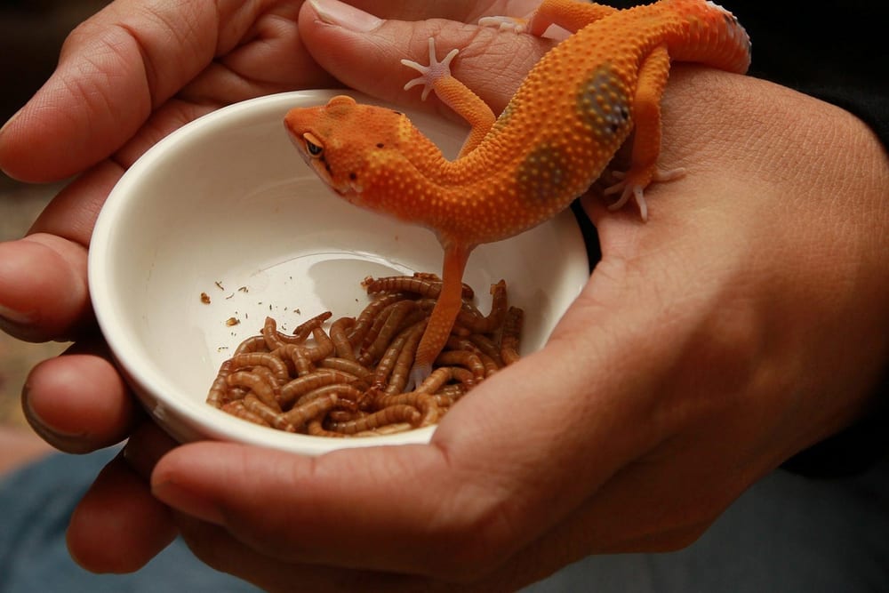 Orangefarbener Leopardgecko klettert in einer Hand auf eine Schale mit Mehlwürmern