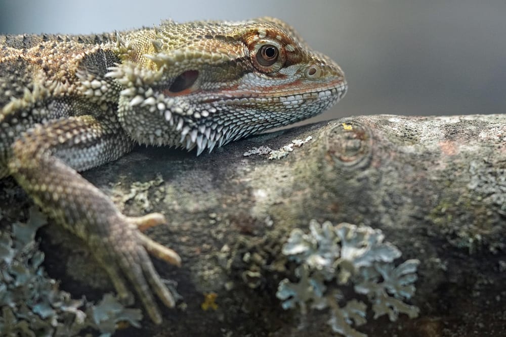 Bartagame liegt ausgestreckt auf einem dicken, mit Flechten bewachsenen Ast
