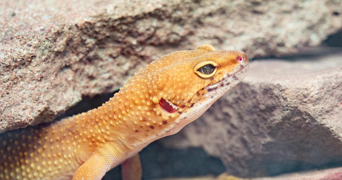 Leopardgecko mit orangefarbener Haut schaut zwischen zwei Steinplatten hervor