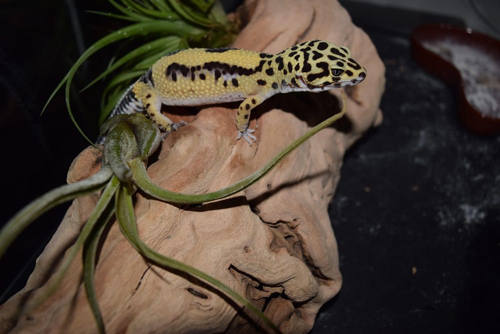 Leopardgecko klettert zwischen Steinen und Pflanzen