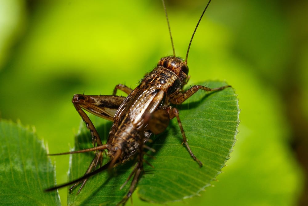 Braune Grille sitzt auf einem grünen Blatt