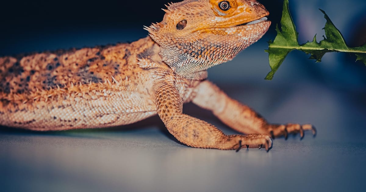 Rötliche Bartagame streckt den Kopf zu einem Löwenzahnblatt